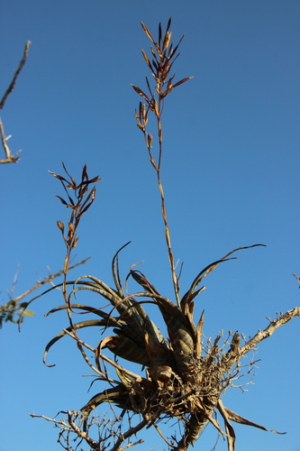 Twisted Airplant
