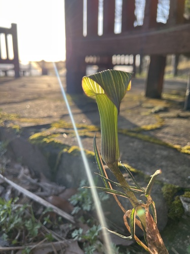 Arisaema japonicum iNat (3)