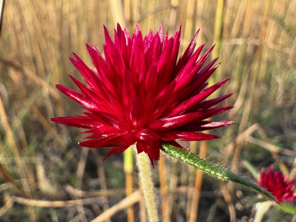 Gomphrena canescens erythrina from North Ward, Holtze, NT, AU on April ...