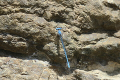 Arabicnemis caerulea