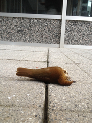 Hylocichla mustelina