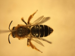 Halictus rubicundus