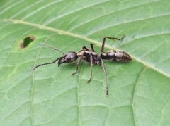 Neoponera