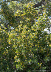 Ribes aureum aureum
