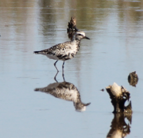Black-bellied Plover