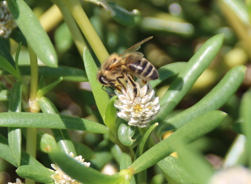 Western Honey Bee