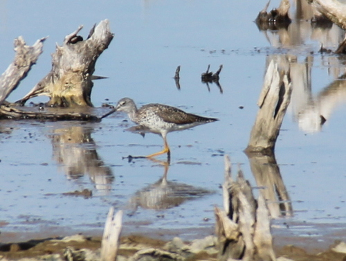 Greater Yellowlegs