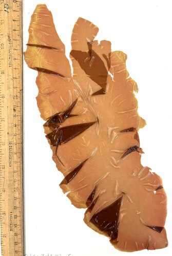 Wildemania amplissima observed 2024-03-30