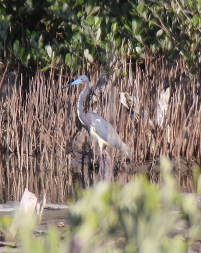Tricolored Heron