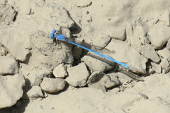 Arabicnemis caerulea