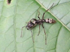 Neoponera