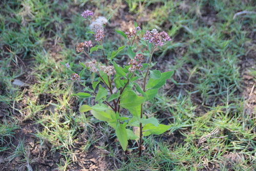 marsh fleabane