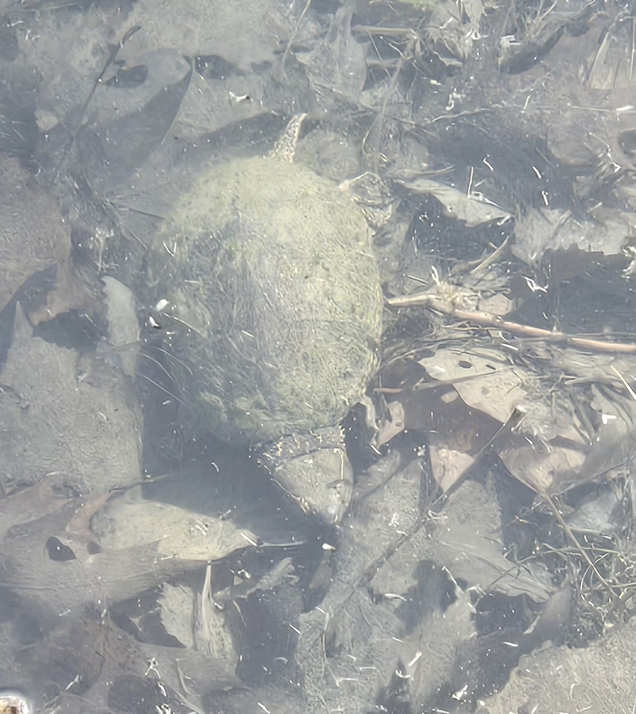 Eastern Musk Turtle In April 2024 By Josh Van Wieren 4 Eastern Musk eastern-musk-turtle-in-april-2024-by-josh-van-wieren-4-eastern-musk