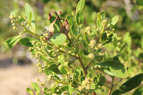 Green Buttonwood