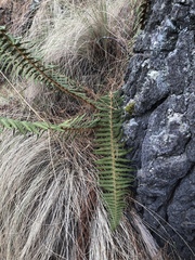 Polystichum speciosissimum