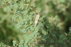 Amicta quadrangularis