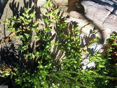 Ruschia promontorii