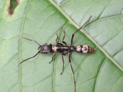 Neoponera