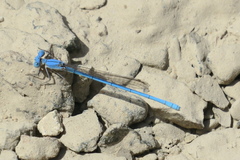 Arabicnemis caerulea