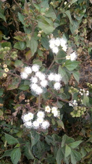 Ageratina havanensis