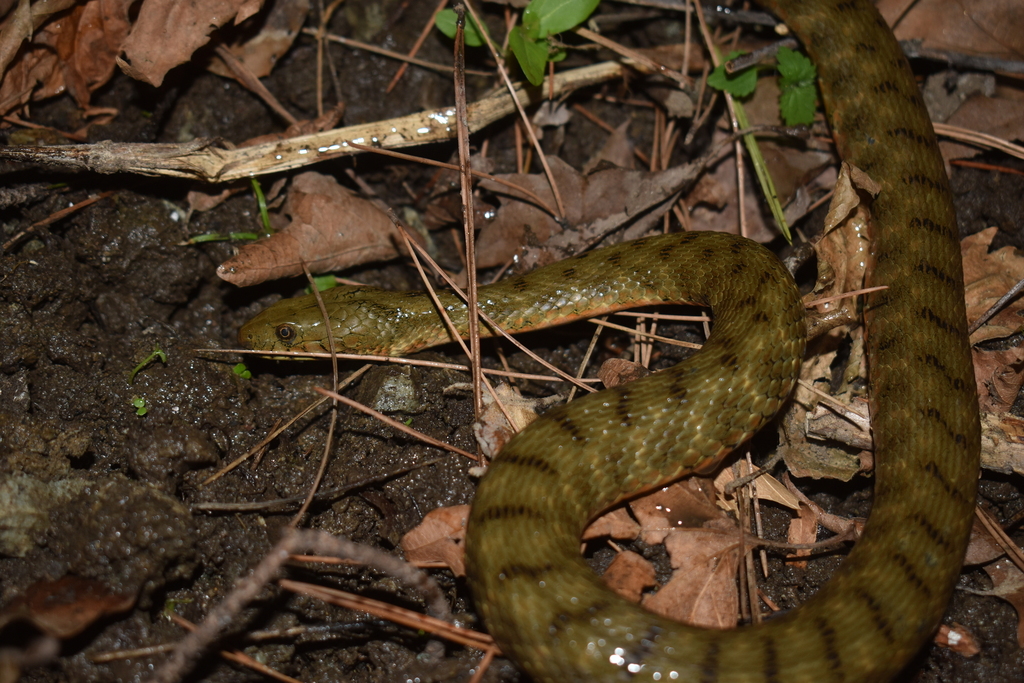 Tessellated Water Snake from Κεντρική Μακεδονία, Ελλάδα on October 6 ...