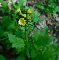 Youngia thunbergiana