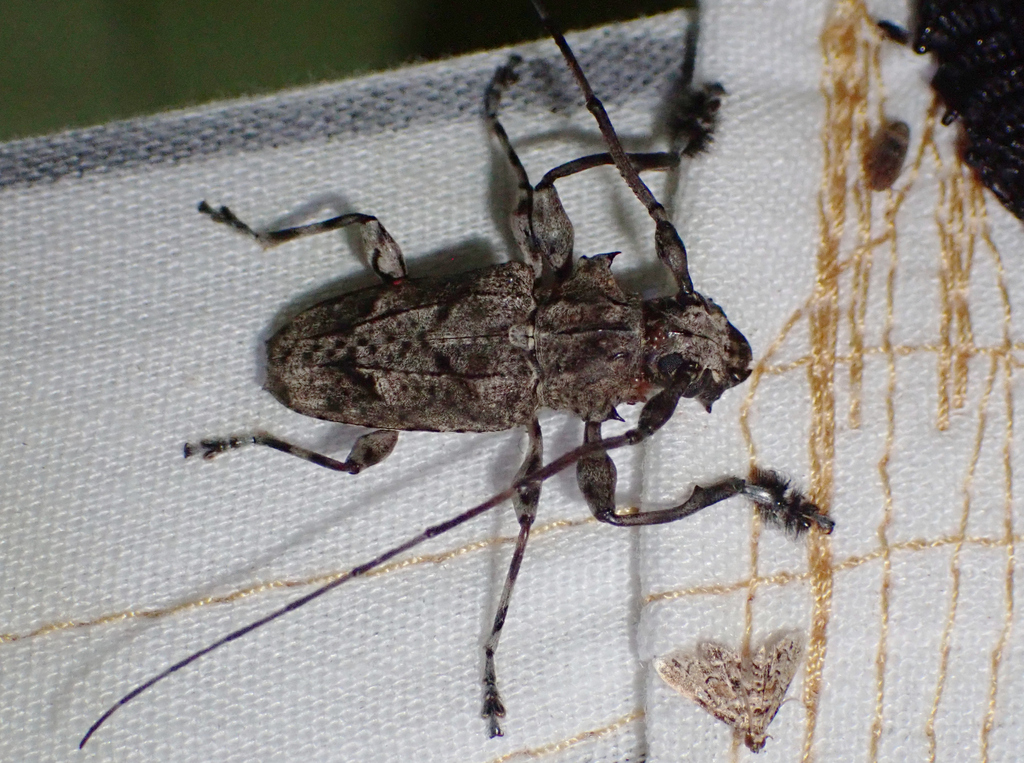 Steirastoma genisspina