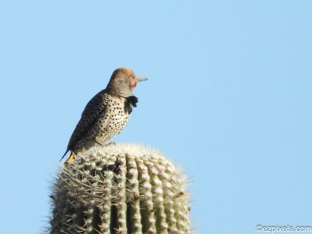 Gilded Flicker from Scottsdale's McDowell Sonoran Preserve, Maricopa ...