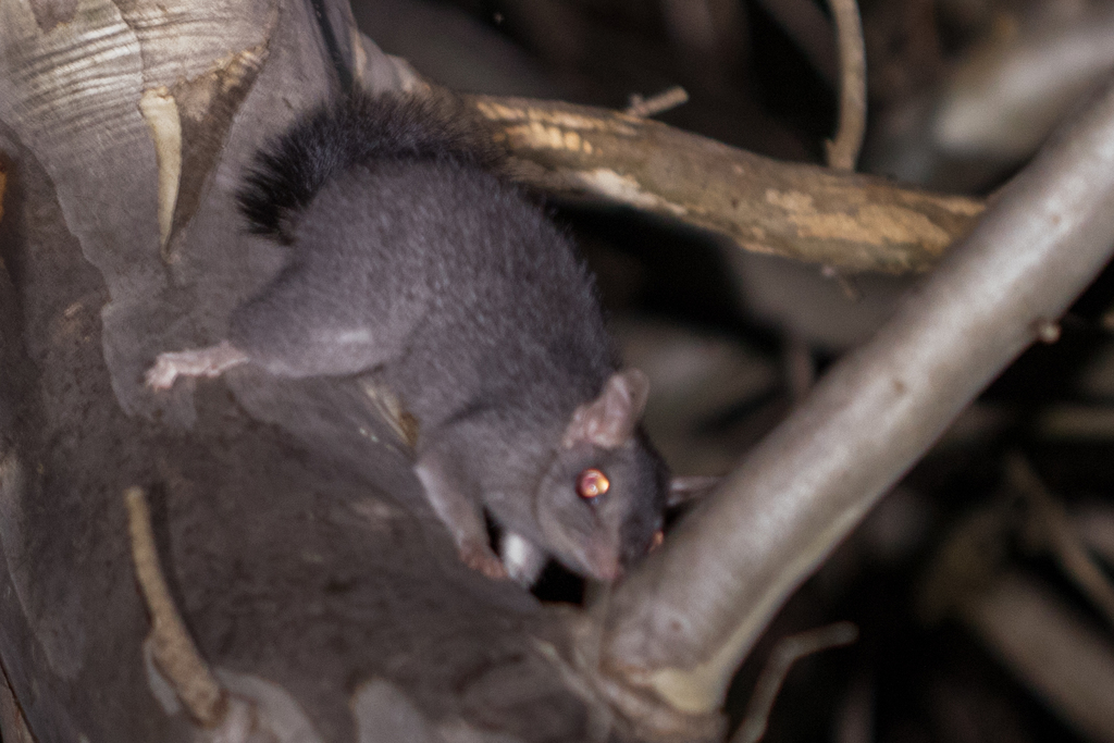 Brush-Tailed Phascogale