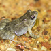 Bleating Froglet - Photo (c) Ry Beaver, some rights reserved (CC BY-NC), uploaded by Ry Beaver