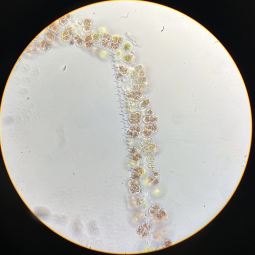 Wildemania amplissima observed 2024-03-30