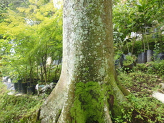 Schizolobium parahyba