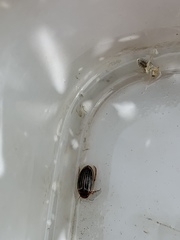 Agabus disintegratus