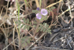 Phacelia cryptantha