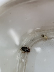 Agabus disintegratus