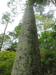 Schizolobium parahyba