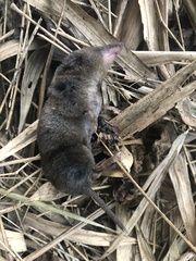 Thomas' Small-Eared Shrew photo 1