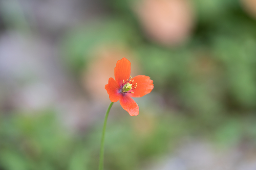Purple-fringed Poppy (Papaver purpureomarginatum)