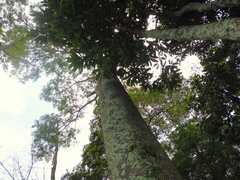 Schizolobium parahyba