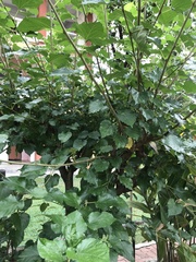 Morus nigra