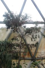 Callitris drummondii