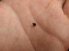 Euconulidae