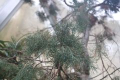 Callitris drummondii