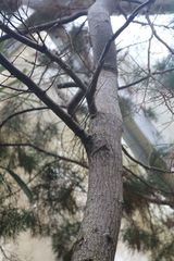 Callitris drummondii