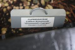 Callitris drummondii