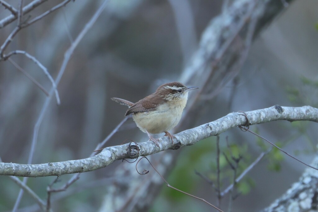 Carolina Wren from Southern Harbor Resort & Marina West Point Lake ...