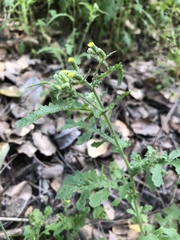Senecio sylvaticus