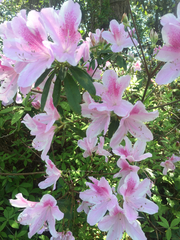 Rhododendron × pulchrum