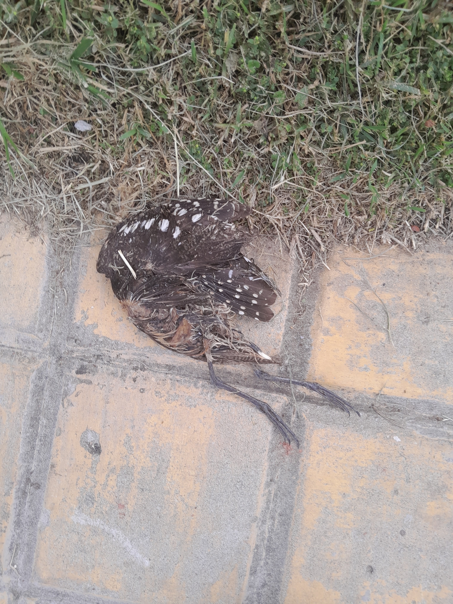 South American Painted-snipe (Nycticryphes semicollaris), photo 2