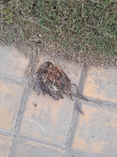 South American Painted-snipe (Nycticryphes semicollaris), photo 3